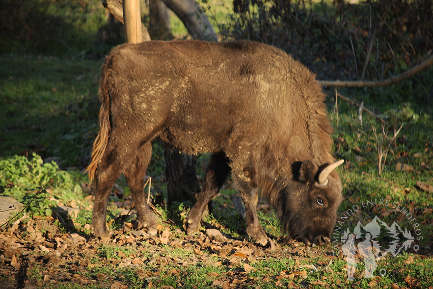 bisonte Europeo