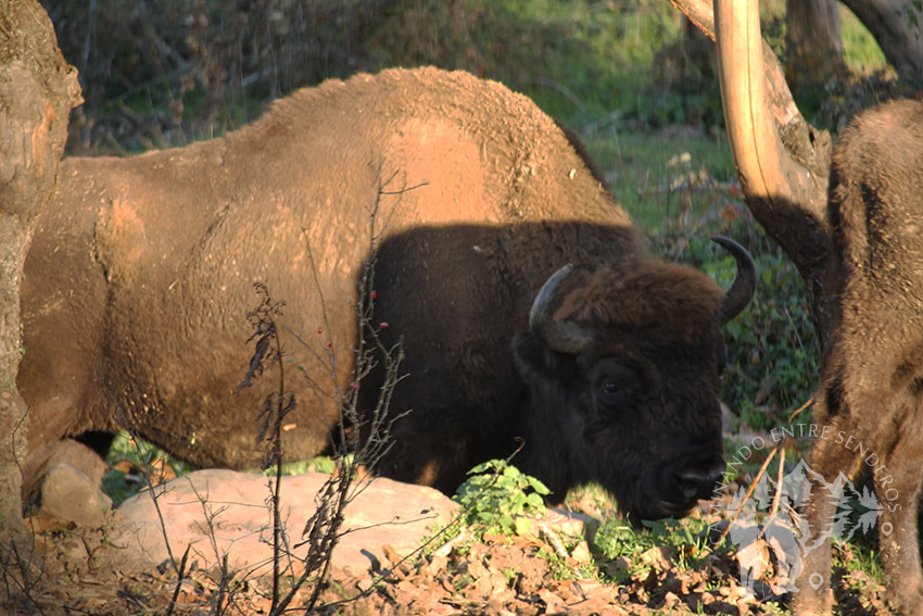 bisonte Europeo