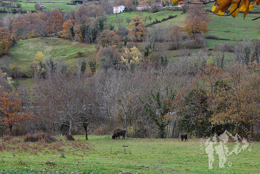 bisonte Europeo