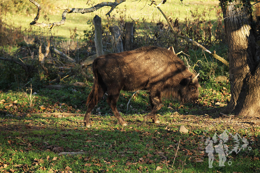 bisonte Europeo