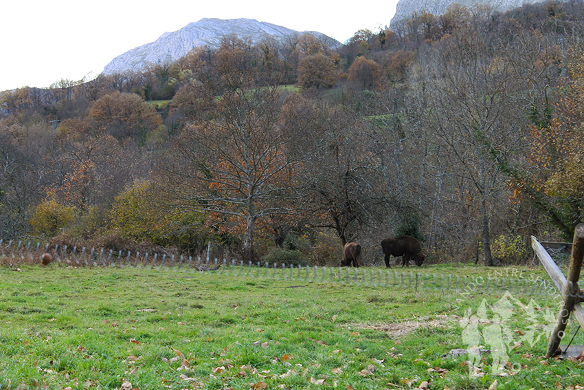 bisonte Europeo