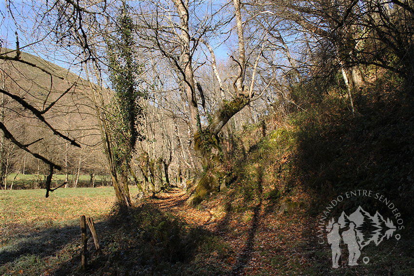 Bosque de Ribera