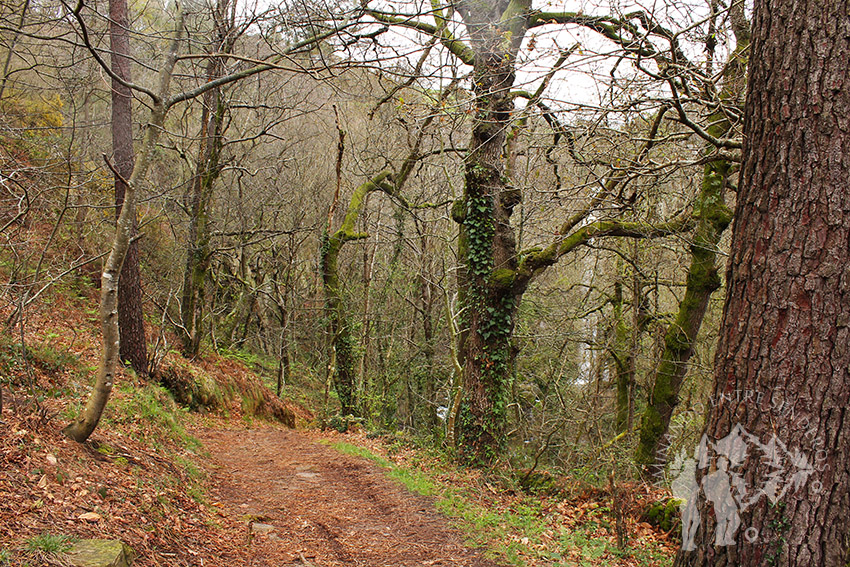 Bosque autóctono