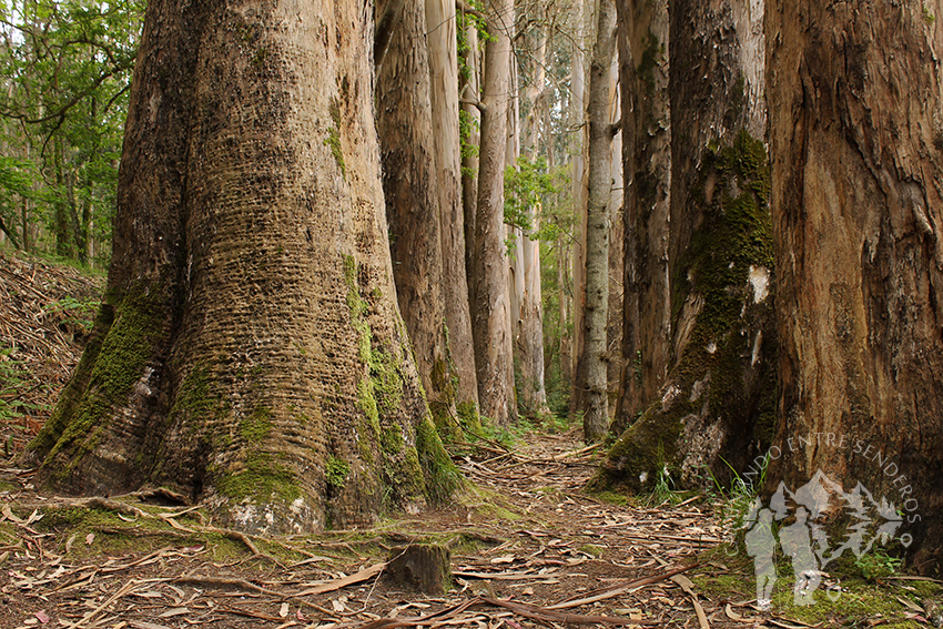 Bosque de Eucaliptos