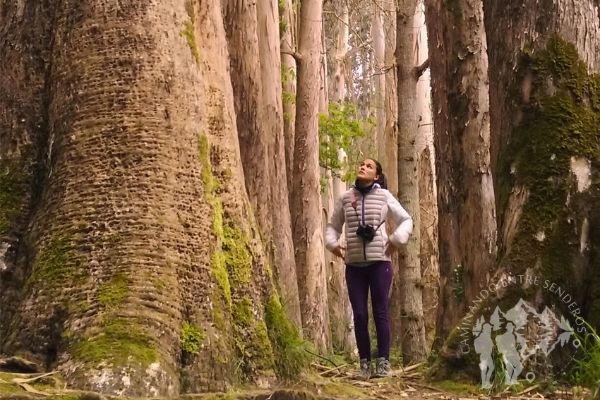 Bosque de Eucaliptos