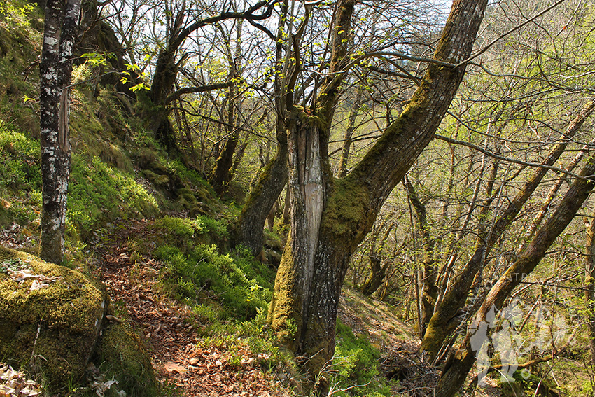 Bosque Castañoso