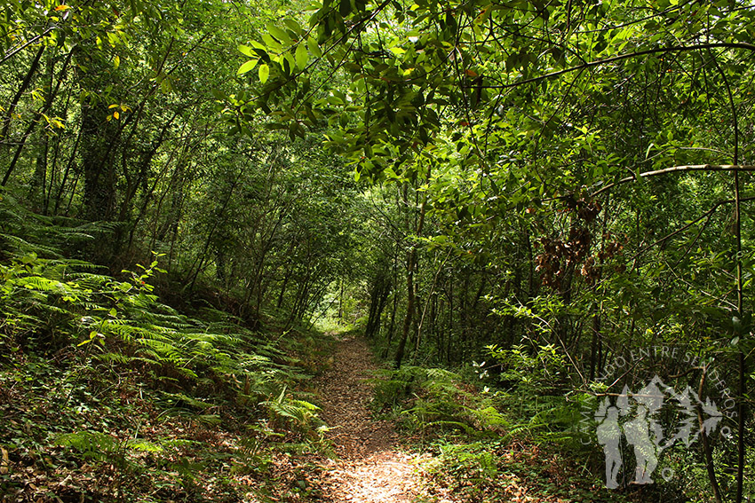 Camino hacia fervenzas Raxoi