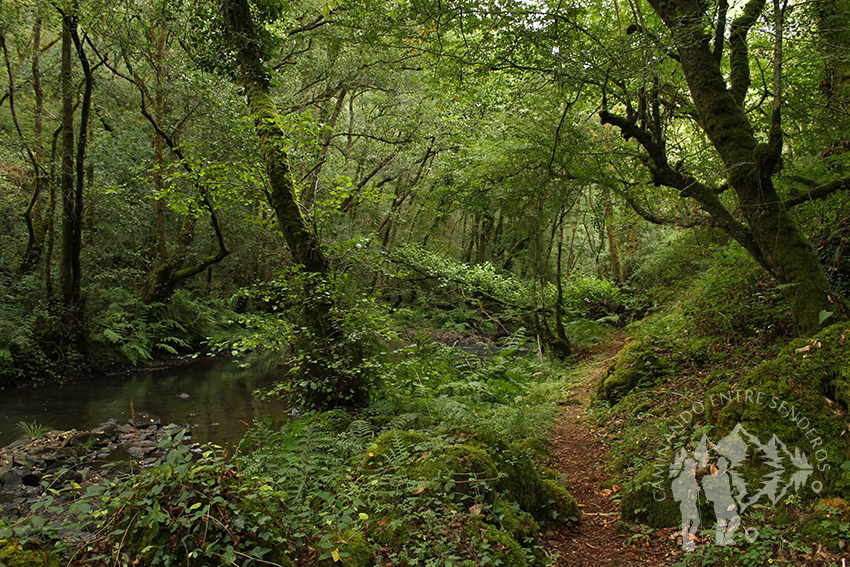 Bosque de ribera (Beseño)