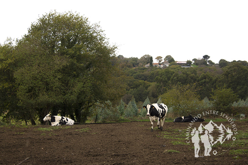 Vacas en Costoia