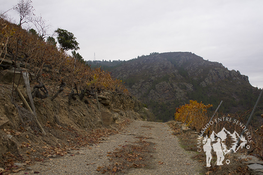 Camino entre viñedos