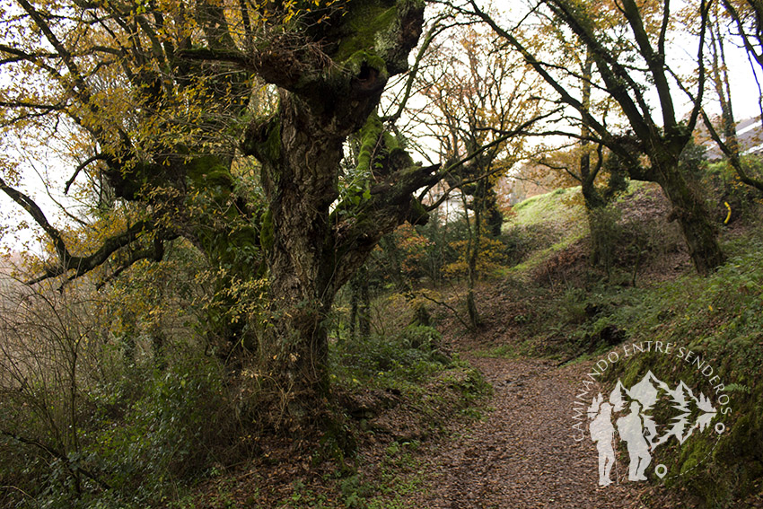 Paseo das Aceas (Sarria)