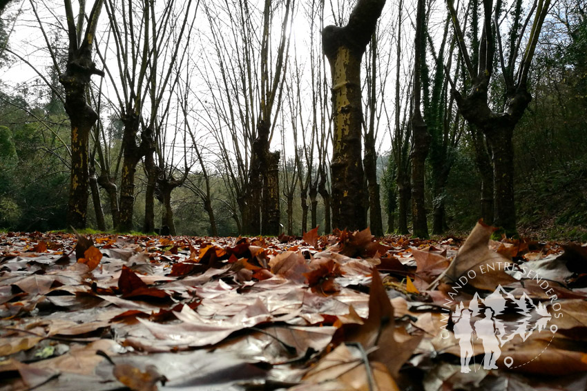 Campo dos Caneiros