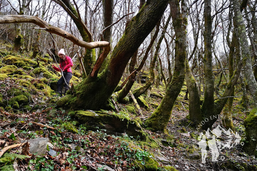 Ruta da Seimeira (A Pontenova)