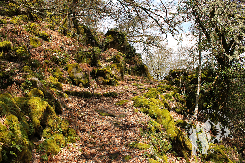 Castiñeira Santo Estevo