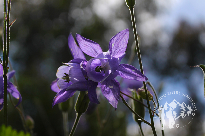 Aguileña (Aquilegia vulgaris)