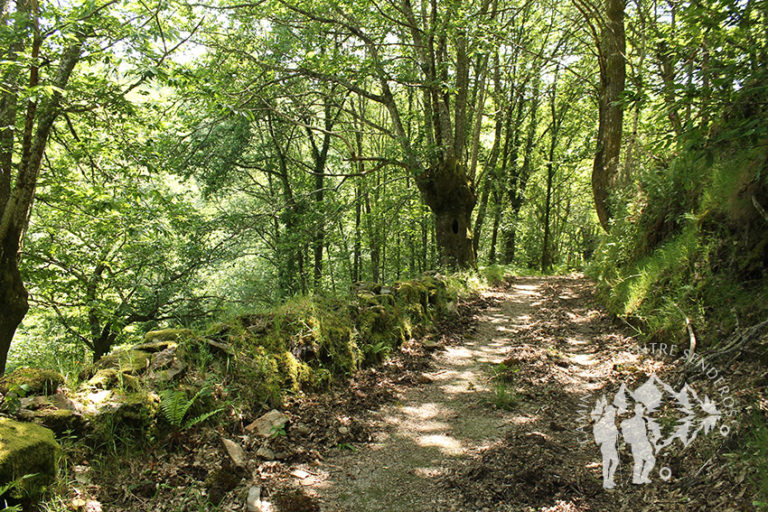 Bosque de castaños centenarios | Caminando entre Senderos