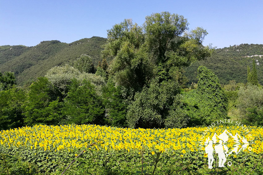 Plantación de girasoles