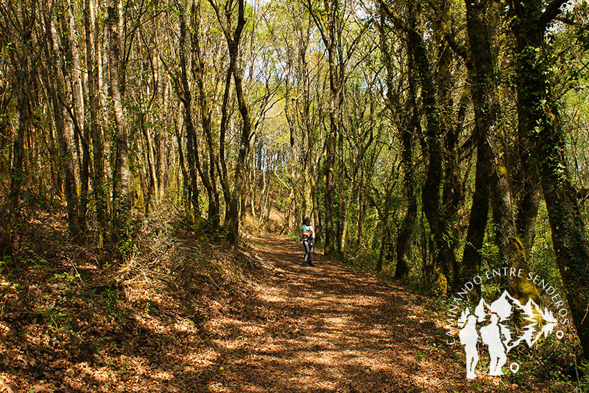 Bosque das Gándaras