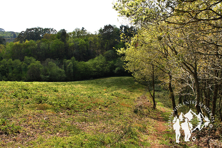 Bosque das Gándaras