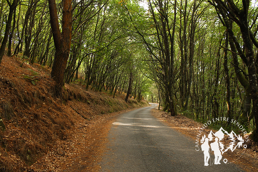 Bosque da Fervenza (O Corgo)