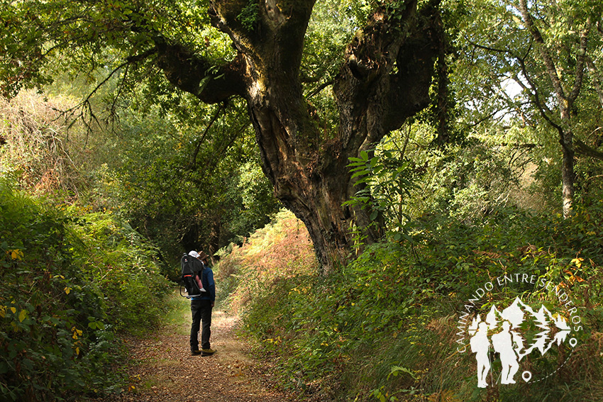 Bosque da Fervenza (O Corgo)