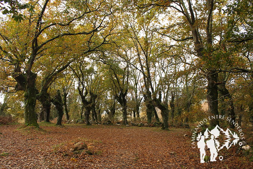 Bosque autóctono