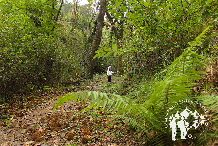 Ruta dos Muíños do Río Medio (Miño)