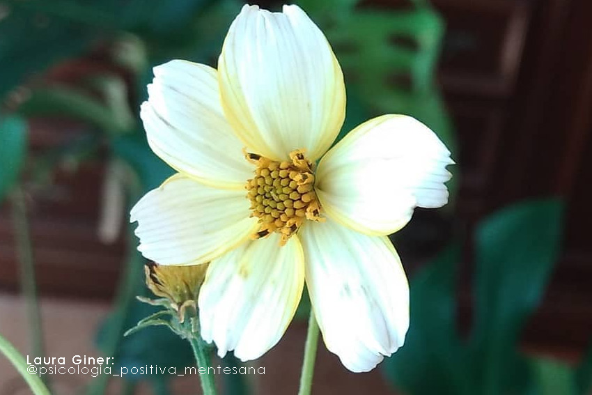 Remedio Natural: Bidens Áurea (aceitillo o té de huerta)