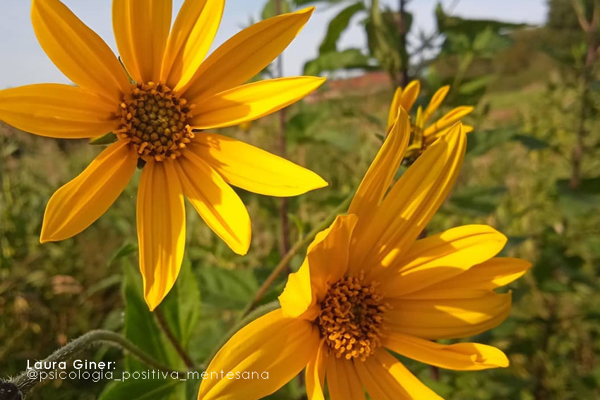 Remedio Natural: Helianthus tuberosus, Tupinambo o Alcachofa de Jerusalén