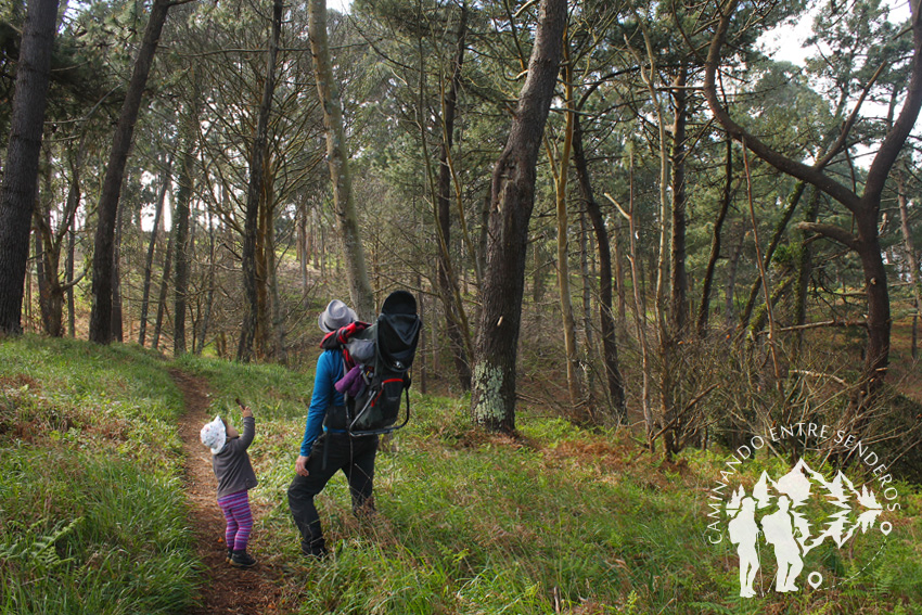 Bosque de Canide