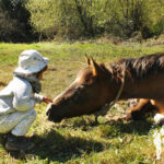 Caballos en Abegondo