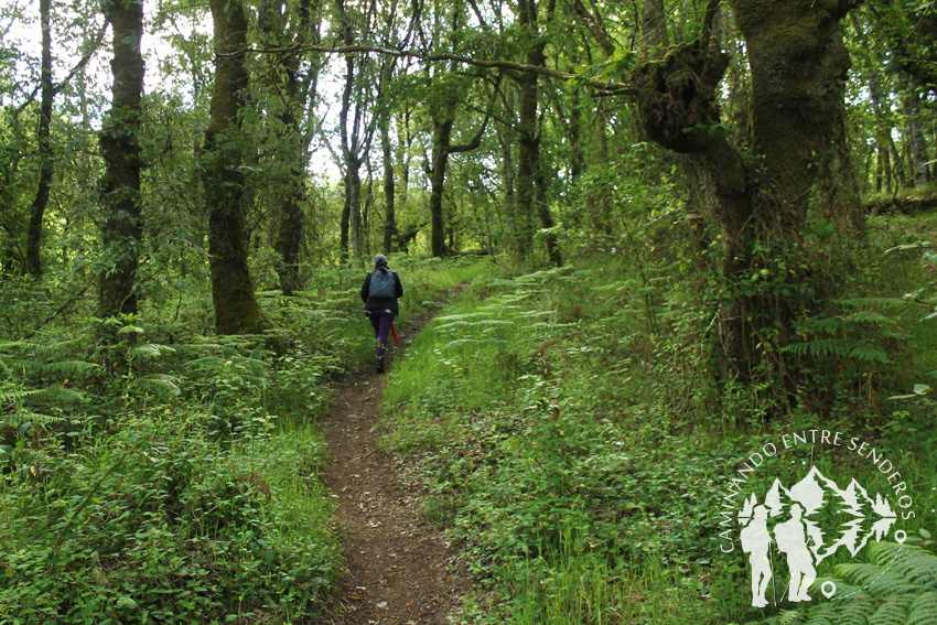 Bosques mágicos de Saamasas (Lugo)