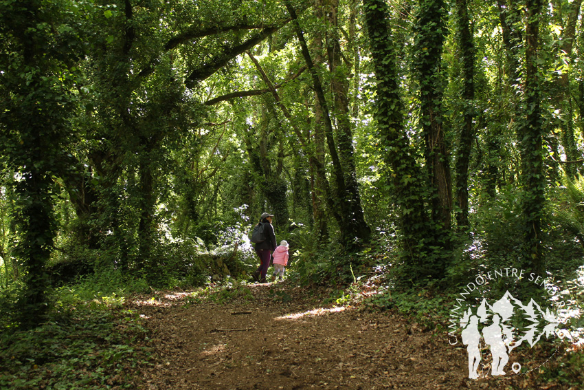 Bosques mágicos de Saamasas (Lugo)