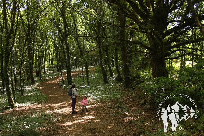 Bosques mágicos de Saamasas (Lugo)