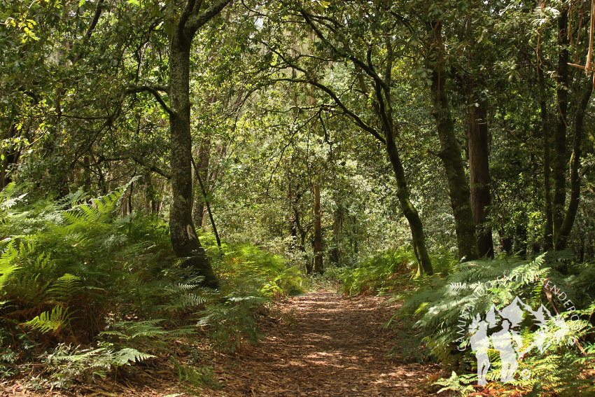 Ruta do Rego dos Pasos (Ames)