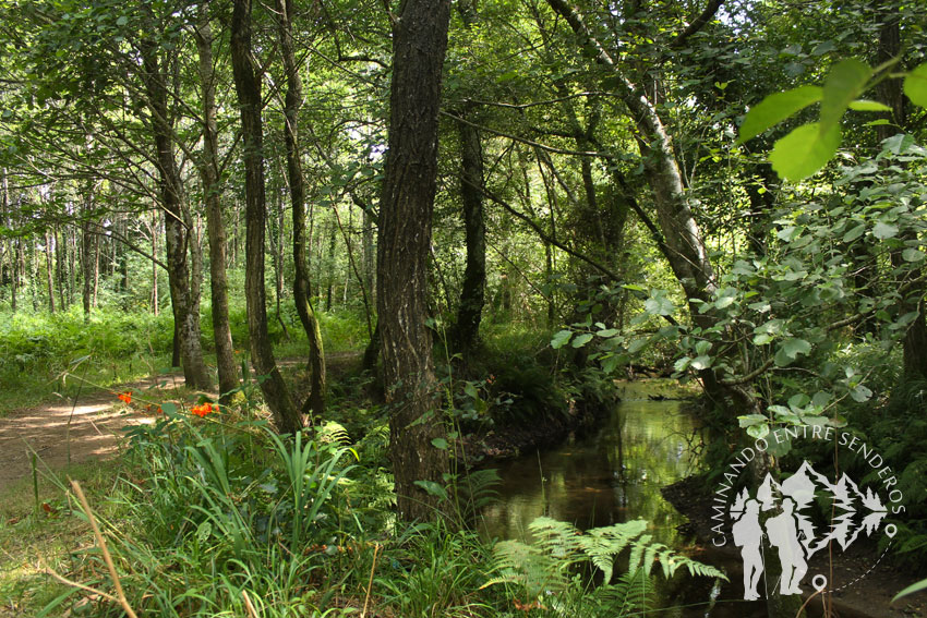 Ruta do Rego dos Pasos (Ames)